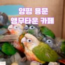 앵무타운 | 경기도 양평 용문역 앵무새 카페 데이트 코스 아이와 가볼만한 곳 용문 키즈카페