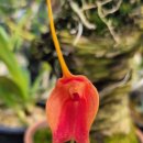 Masdevallia Peach Fuzz 이미지