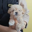 크림푸들 가족이야기 | 옥천강아지 크림푸들 분양 - 대전 동양 애견에서 만난 우리 가족