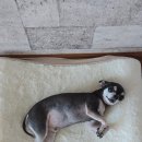 애플이네펫미장원 이미지