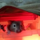 곰순이PC 이미지