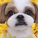 미미펫살롱 이미지