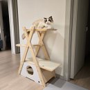 캣플래닛 | 랙돌 아르가 사용하는 캣타워·스텝 5종 솔직 후기 + 다음 구매 고민 포인트