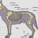 고고동물병원 이미지