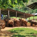 마정농장 | 태국 치앙마이 여행 항공권 날씨 한달살기 숙소 추천