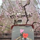 삼덕정보통신(주) | 대구 삼덕동 일등 벚꽃명소 카페삼덕