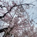 동인천 벚꽃 명소 자유공원 후기 (+차이나타운, 벚꽃축제, 주차 꿀팁)