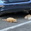 천록(아) 이미지