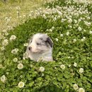 폼스하우스 이미지