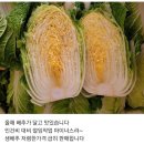 겨울 생배추 주문 받습니다 (저장배추) 이미지