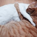 똥꼬발랄 이미지