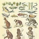 orthogenesis -진화론적 구조와 사상의 역사﻿ 이미지