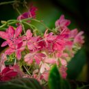 안산 식물원 이미지