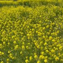 [울산] - 봄바람 따라 떠난 슬도 유채꽃 나들이 &amp; 전복밥 맛집 섬뜰 후기