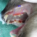 아쿠아동물병원 이미지