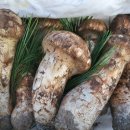 강릉송이 이미지