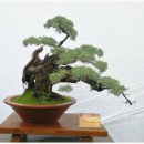 분재전시회 이미지