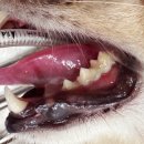 마음을 읽어주는 마음동물병원 이미지