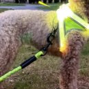 라이트 하운드 이미지