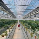 강부자 농장 이미지