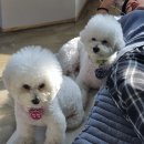 포멀독 반려견센터 이미지