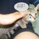 시드니동물병원 이미지