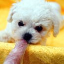 뽀송뽀송 이미지