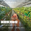 철만농장 | [공지] 아이랑 율봄딸기농장에 딸기따기 체험 다녀온 주말, 율봄식물원 딸기수확 후기 (딸기철 체험 추천)