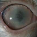 효천동물병원 이미지