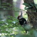 통큰딱따구리 이미지