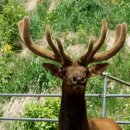 대관령사슴목장 이미지