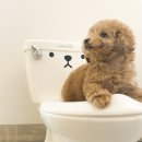 도그아트켄넬 이미지