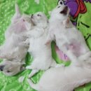 놀아줘PC 이미지