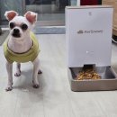 강아지 자동 급식기 사용 후기 스마트폰 연동 가능한 펫키지