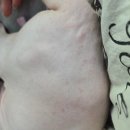 스핑크스 - 화성시 조암남로 24-14 | 대구고양이미용 무냥무냥 원대점 스핑크스 고양이 스파 후기!!