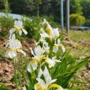 매화골산촌 - 정선군 매화동길 504-7 | 매화골산촌