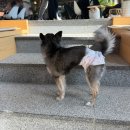 내유길80번길 | [고양]피터펫츠 내유점.애견동반 카페+야외운동장+브런치까지 가능.내돈내산.솔직후기.