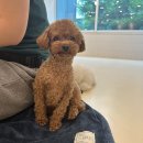 털로덮인친구들 용인죽전점 | 강아지 유치원의 주말 일상! (털로덮인친구들 용인죽전점 , 수지 , 분당 애견유치원)