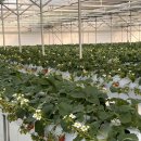 이유농장 | 파주 일산 딸기농장 ㅣ다인이네 딸기농장 26년 방문 후기 (놀이시설, 예약방법 등)