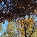 화랑유원지(중심광장) 이미지