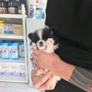 버디독 강아지분양 안심분양센터 김포점 | 김포강아지분양 품종 환경 비용 확인으로 후회 없는 반려 시작 현실적 대안 제시