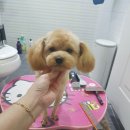 댕댕이 미용살롱 이미지