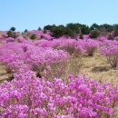 28산우회4월 진달래산행(마산 무학산~대곡산.761m) 이미지