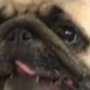 댕댕스토리 이미지