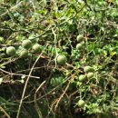 무릉리-8 이미지