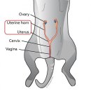 래플즈동물병원 이미지