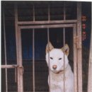군보 이미지