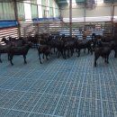 순창금산흑염소농장 | [순창흑염소] 순창금산흑염소 농장 블랙보어들을 분양했어요
