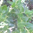 하이농장 이미지