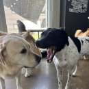 퍼피스카우트 이미지